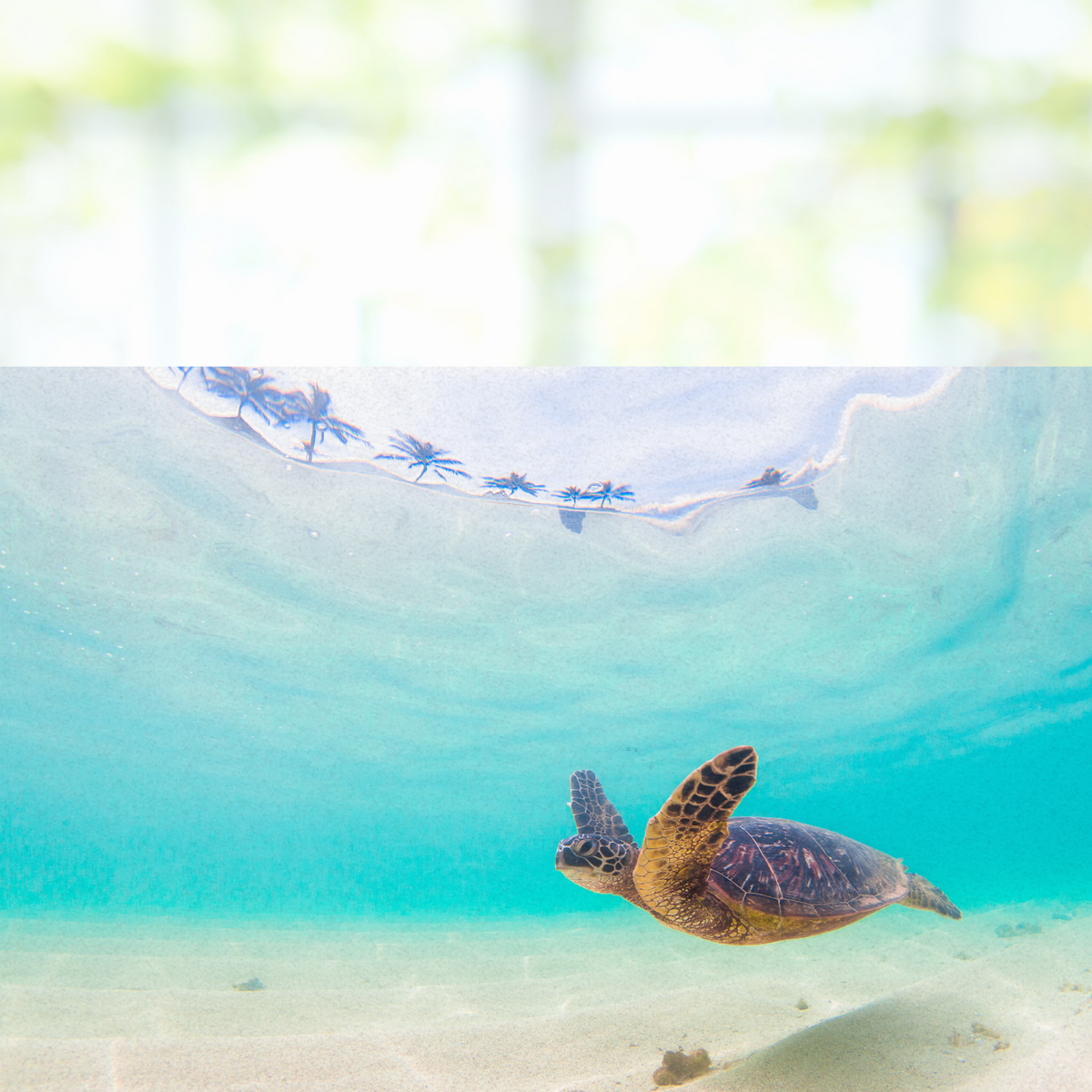 Grüne Meeresschildkröte schwimmt im klaren, blauen Wasser.