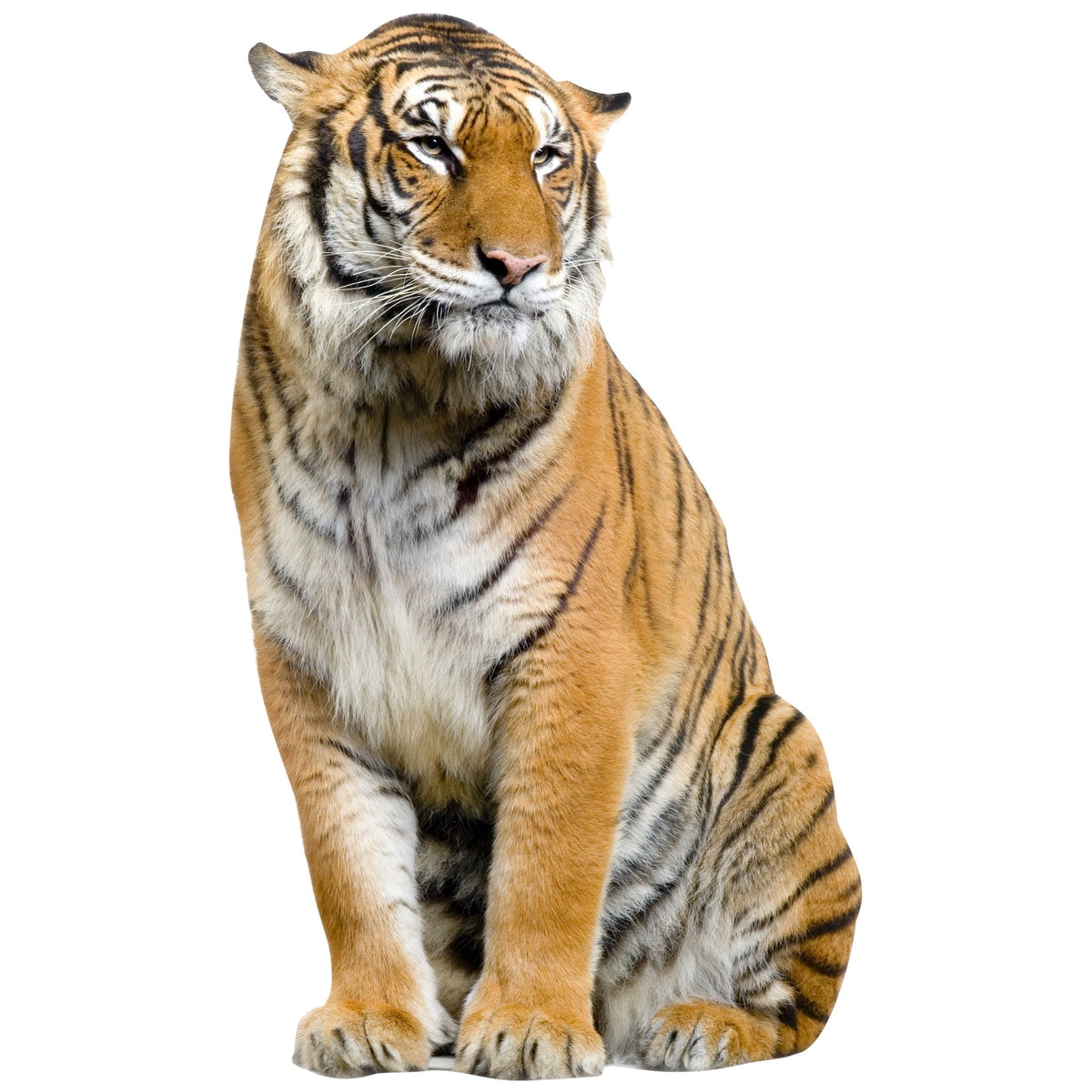 Sitzender Tiger mit orangefarbenem Fell und schwarzen Streifen.