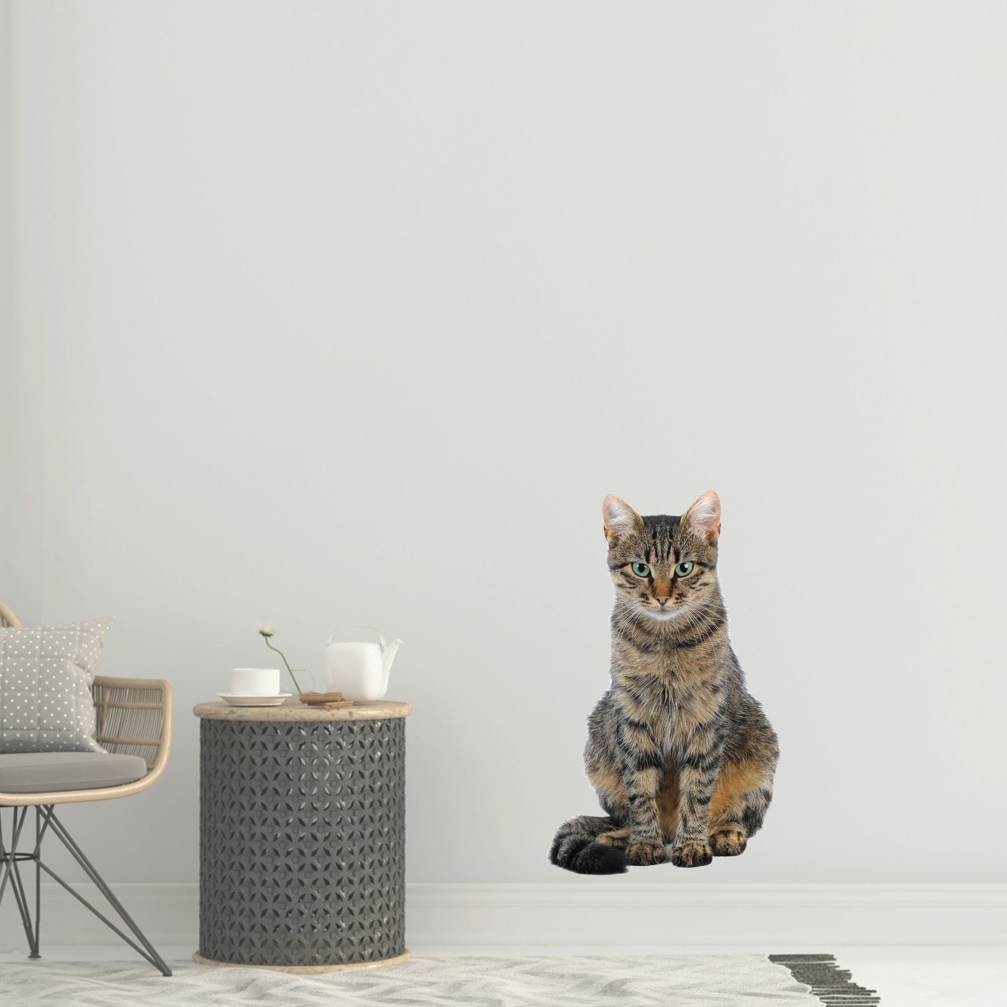 Grau getigerte Katze sitzt vor neutralem Hintergrund.