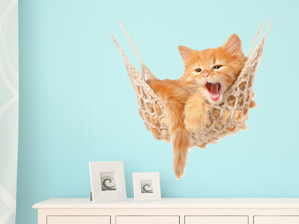 Orangefarbene Katze in einer Hängematte vor blauem Hintergrund.
