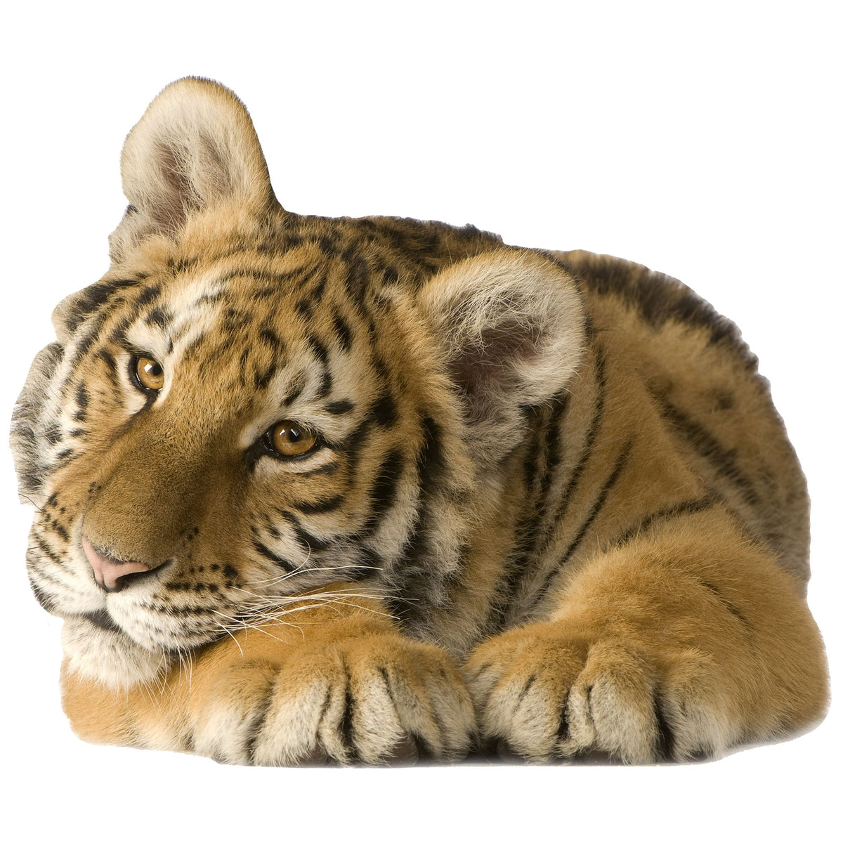 Junger Tiger mit gestreiftem Fell, entspannt liegend.