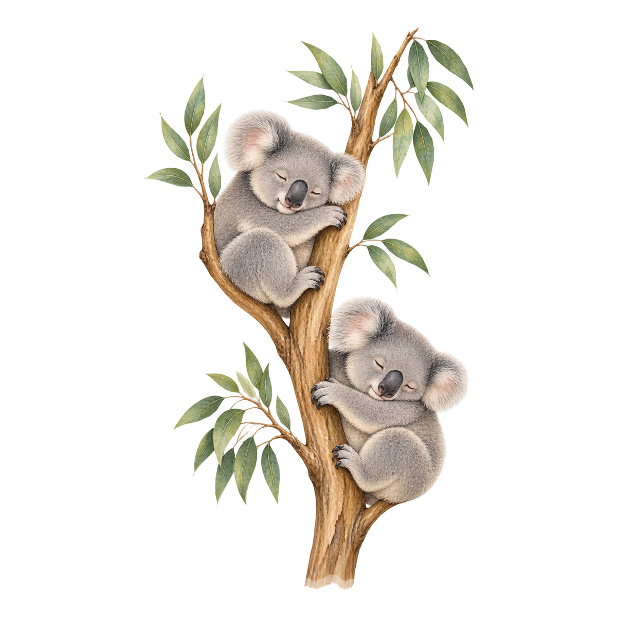 Koala-Wandtattoo Schlafenszeit auf weißem Hintergrund. Zwei Koalas schlafen an einem senkrechten Eukalyptusast zwischen salbeigrünen Blättern.