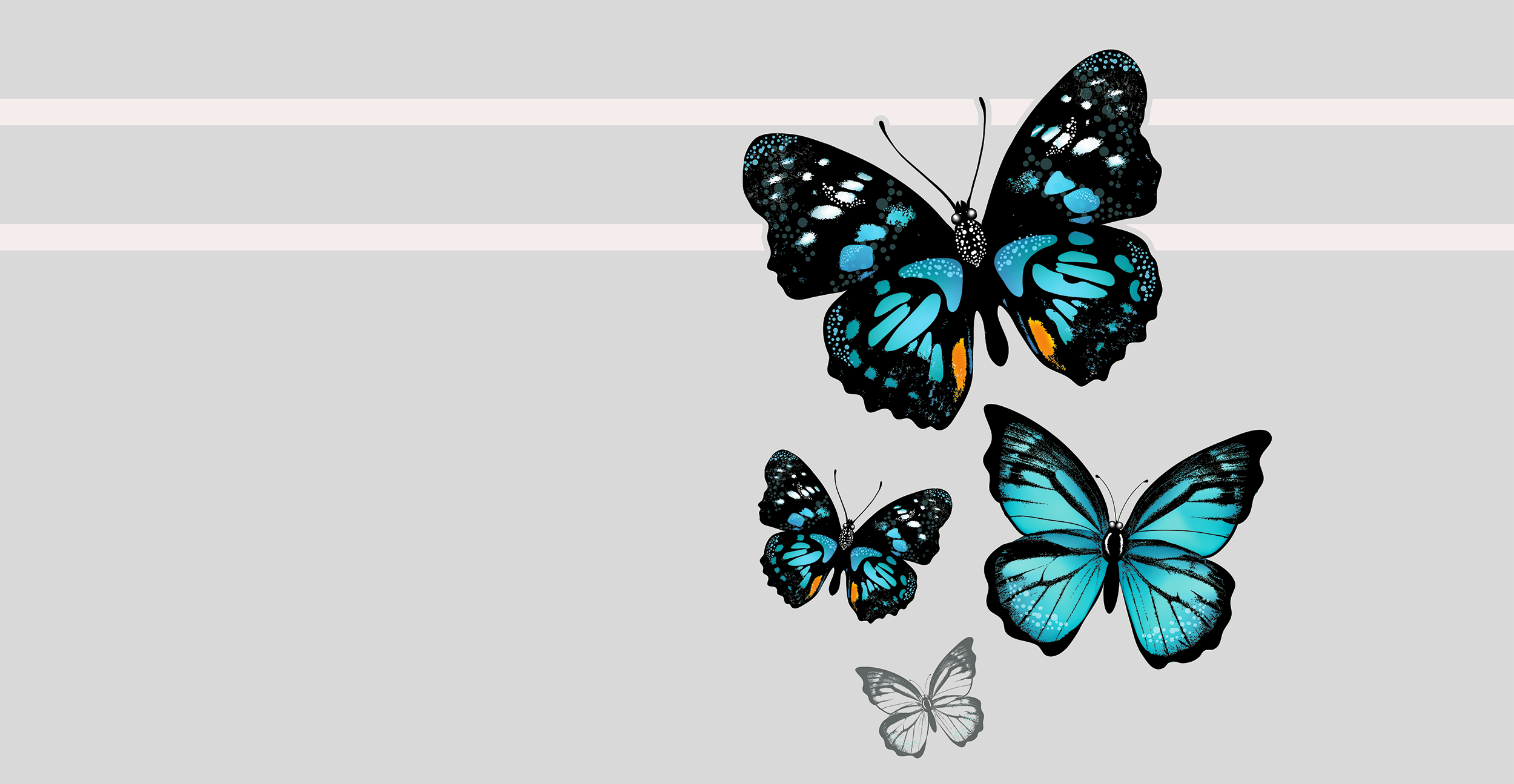 Bunte Schmetterlinge in Blau und Schwarz auf grauem Hintergrund.