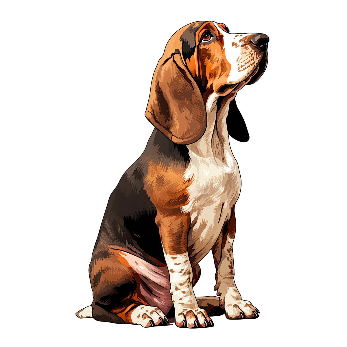 Basset Hound mit braun-weißer Fellzeichnung, sitzend.