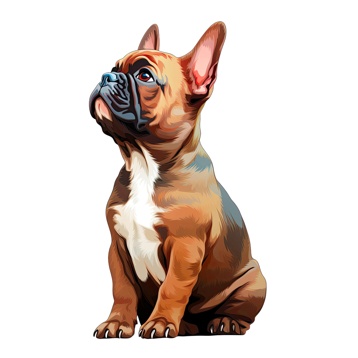 Braun gefärbter Französischer Bulldogge, sitzend, mit weißen Abzeichen.