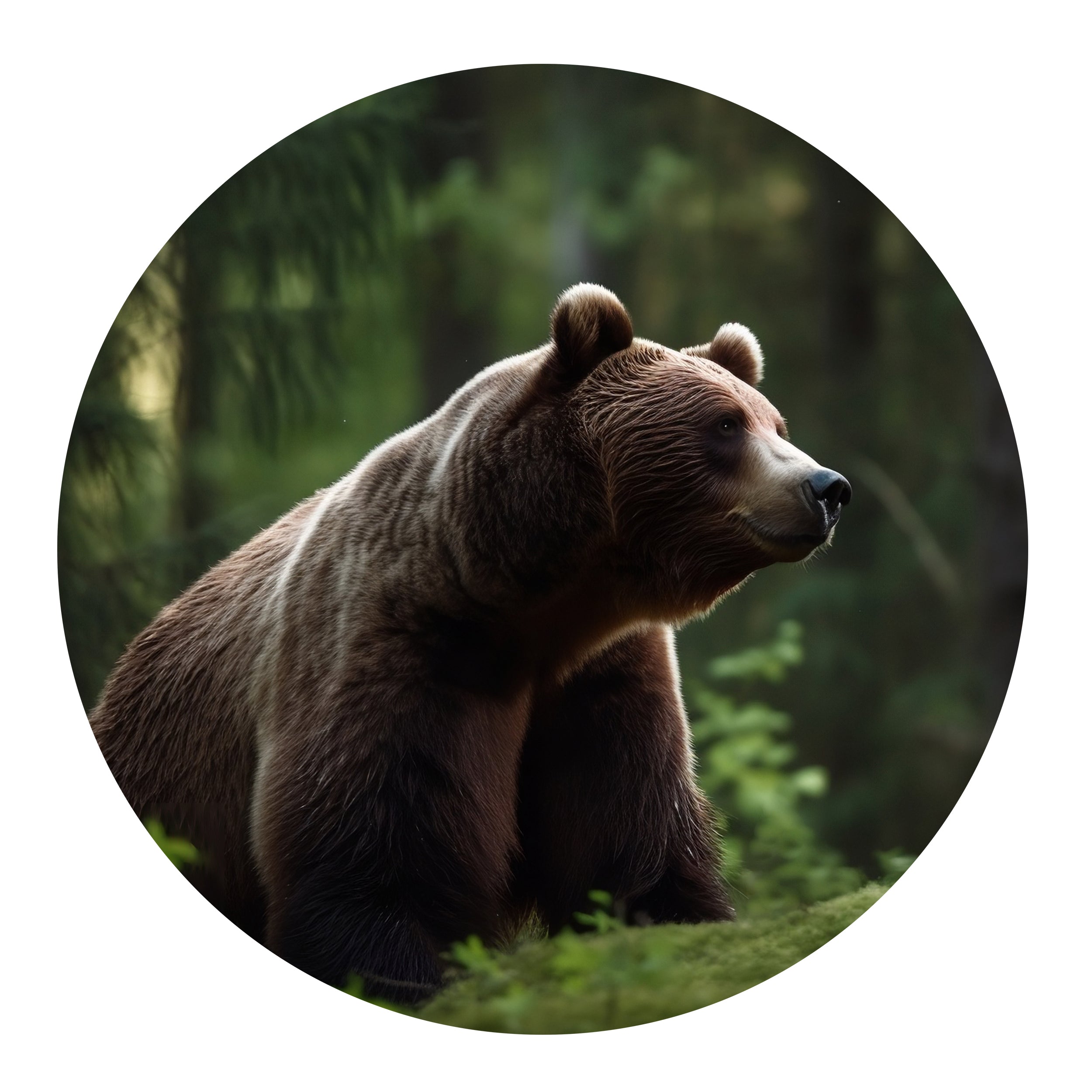 Braunbär im Wald, detailreiche Fellstruktur, majestätische Pose.