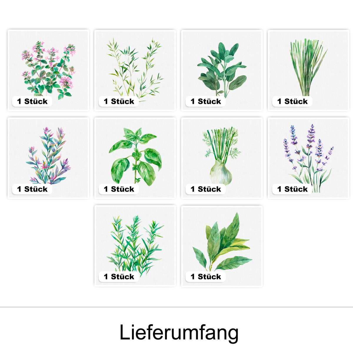 Kräuterillustrationen in verschiedenen Grüntönen und Farben.
