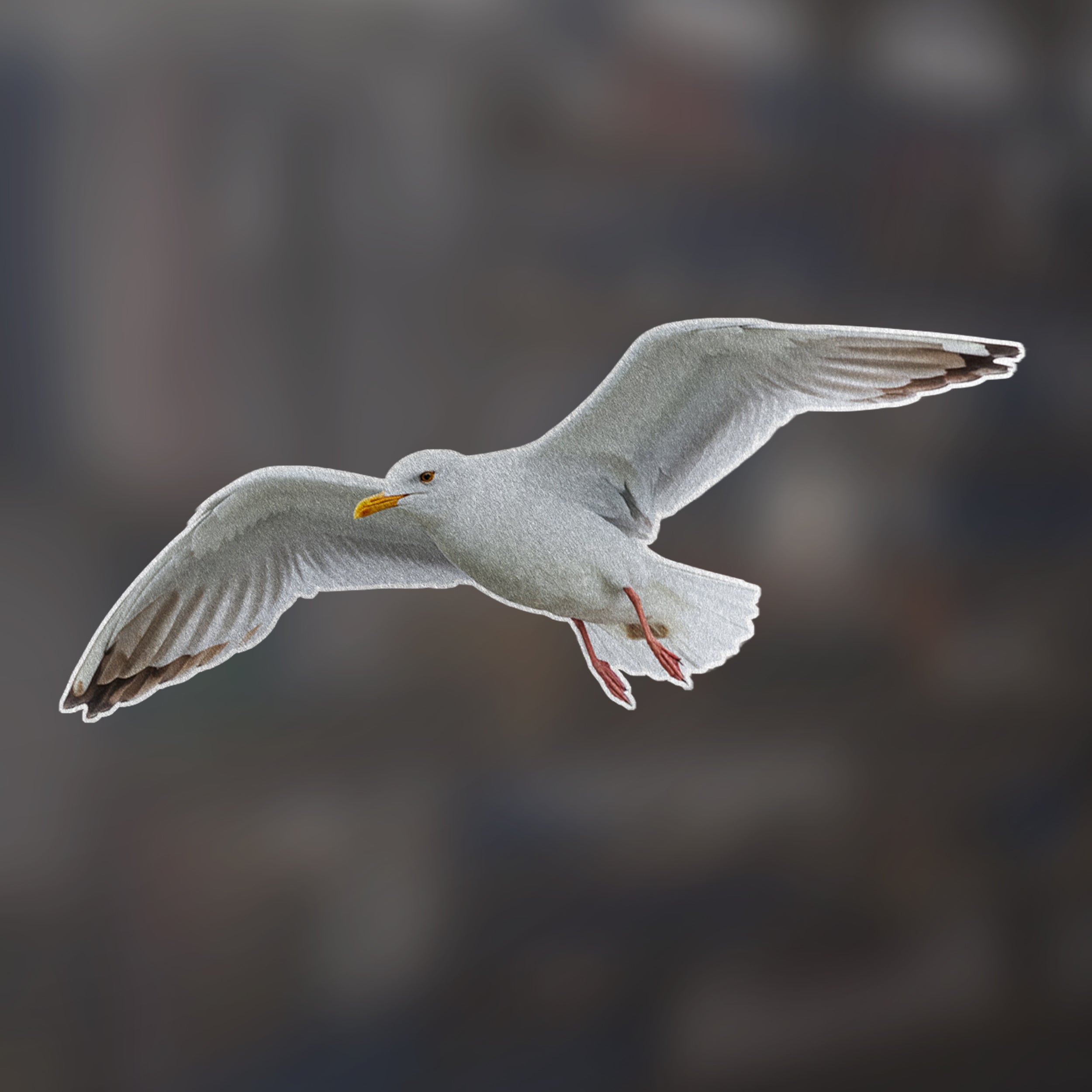 Möwe im Flug, graues Gefieder, orangefarbener Schnabel.