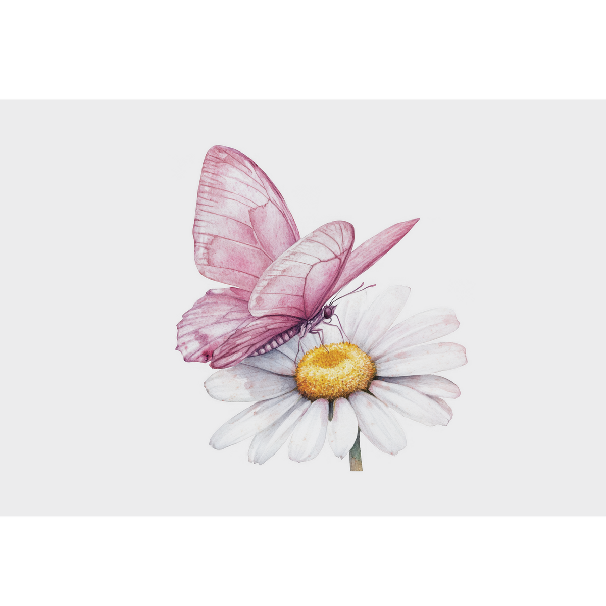 Rosa Schmetterling auf weißer Margerite mit gelbem Blütenzentrum.