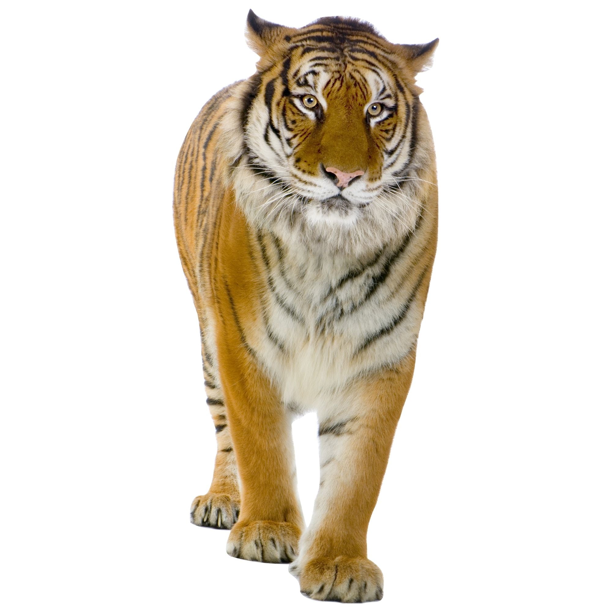 Tiger mit orangefarbenem Fell und schwarzen Streifen.
