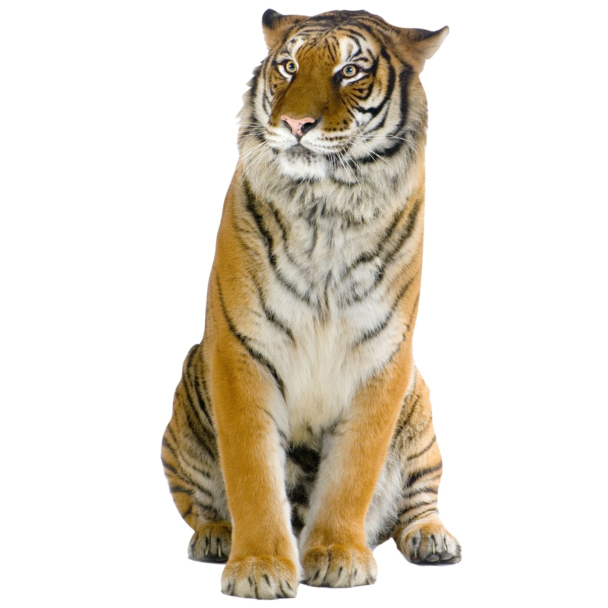 Sitzender Tiger mit orangefarbenem Fell und schwarzen Streifen.
