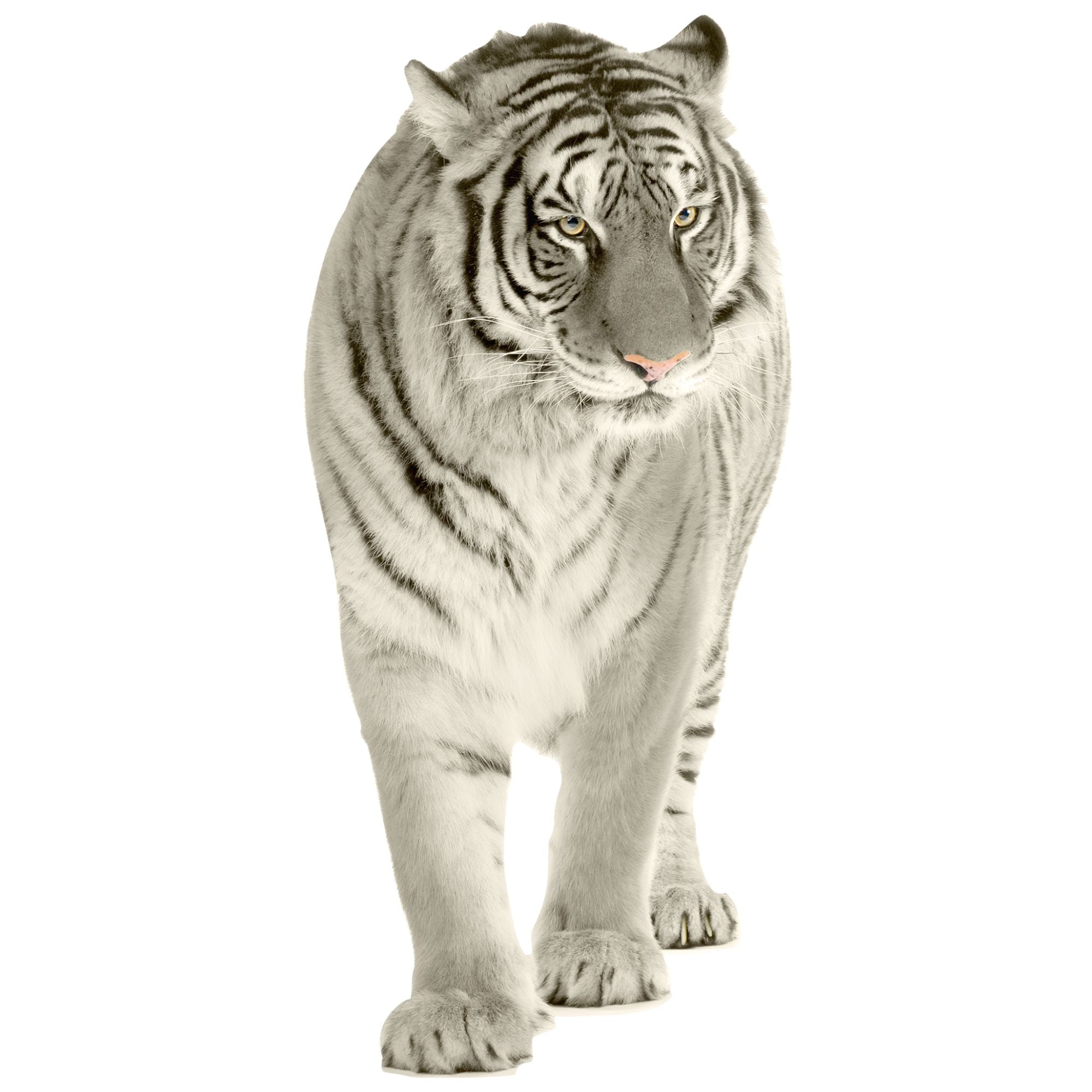 Weißer Tiger mit markanten schwarzen Streifen.