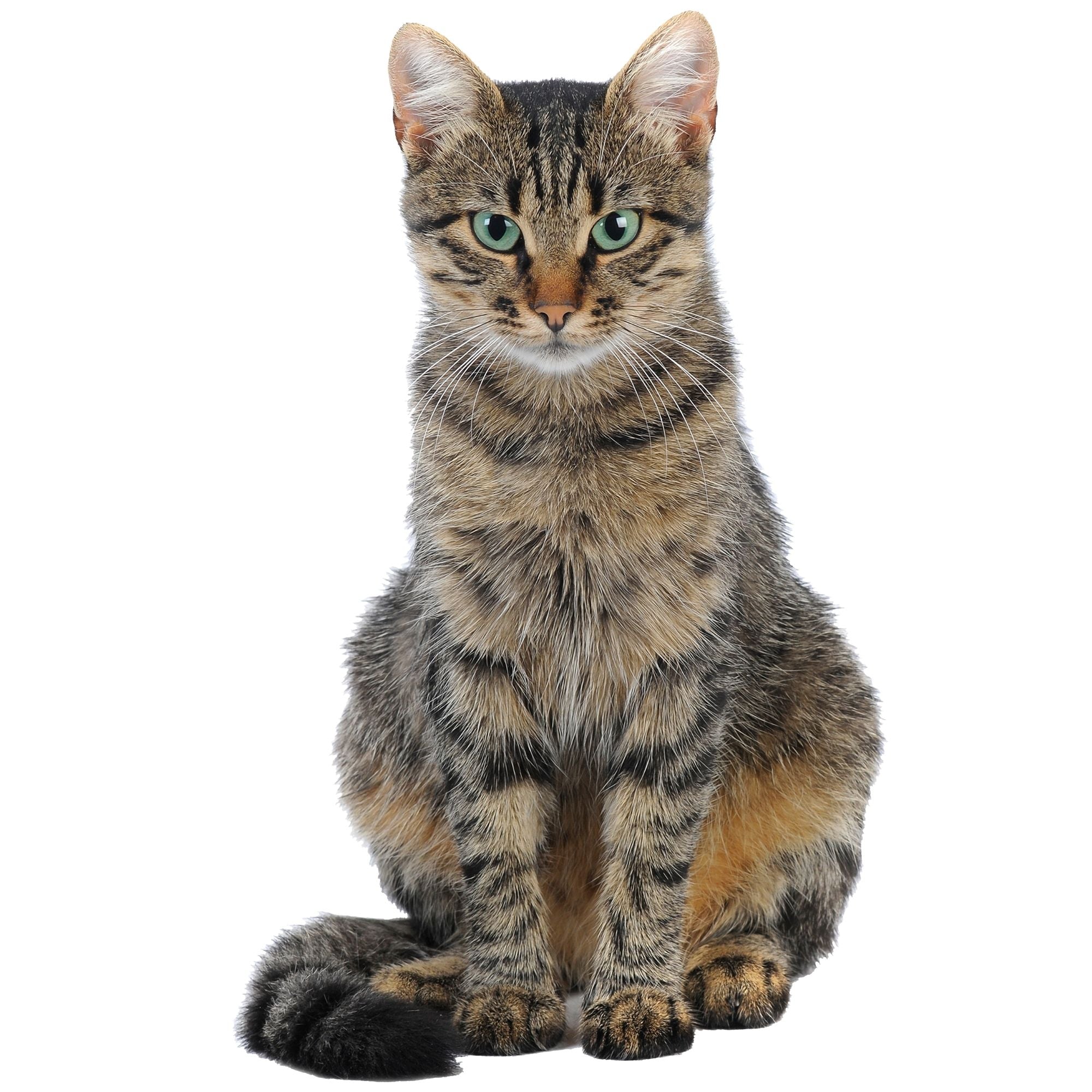 Getigerte Katze mit grünen Augen, aufrecht sitzend.