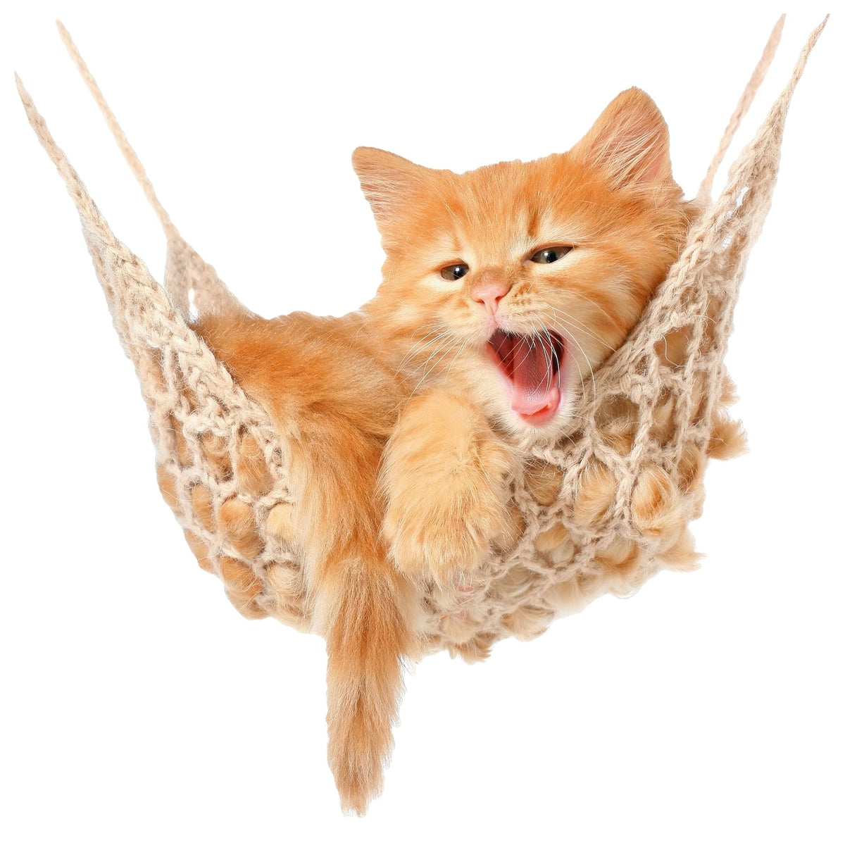 Orangefarbene Katze entspannt in einem Makramee-Hängesessel.