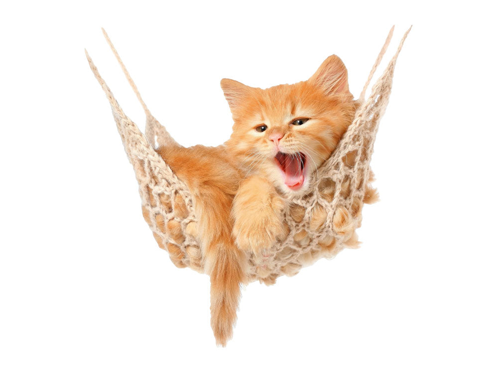 Orangefarbene Katze entspannt in einer Hängematte.