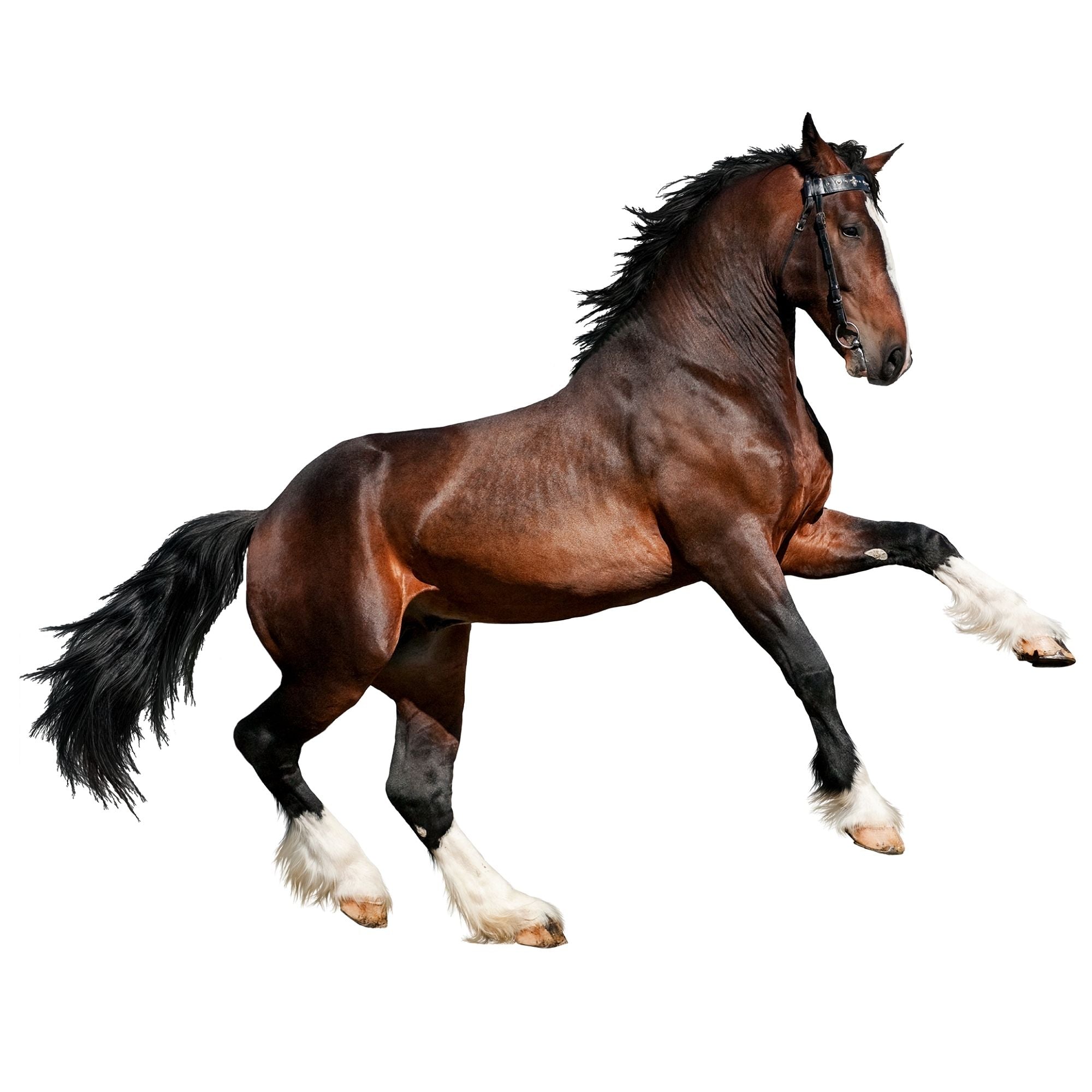 Braunes Pferd mit weißen Beinen, dynamische Pose.
