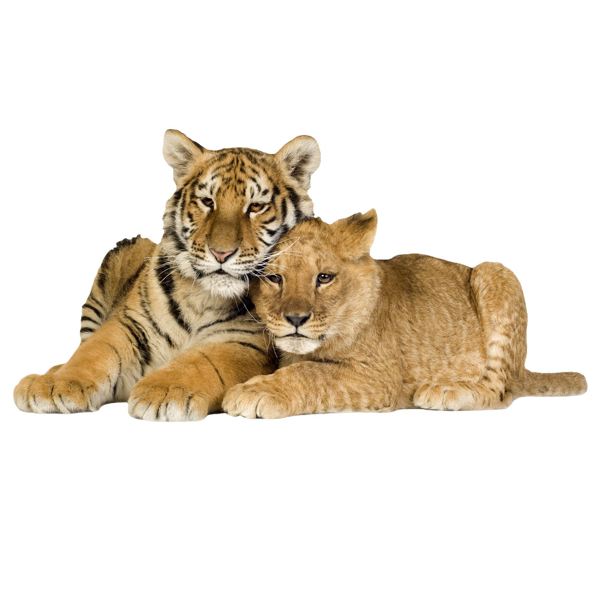 Tiger und Löwenjunges liegen zusammen, braun-orangefarben.