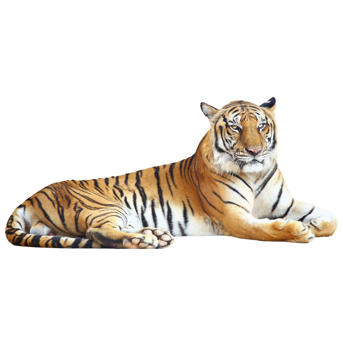 Liegender Tiger mit orangefarbenem Fell und schwarzen Streifen.