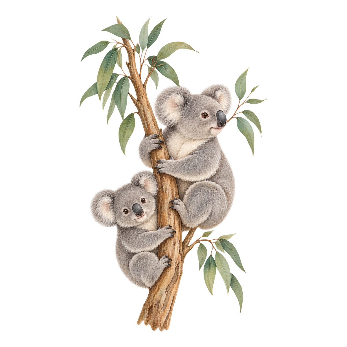 Koala-Wandtattoo Kleine Entdecker auf weißem Hintergrund. Ein großer Koala oben rechts schaut nach rechts, ein kleiner Koala hält sich unten links am Eukalyptusast fest.