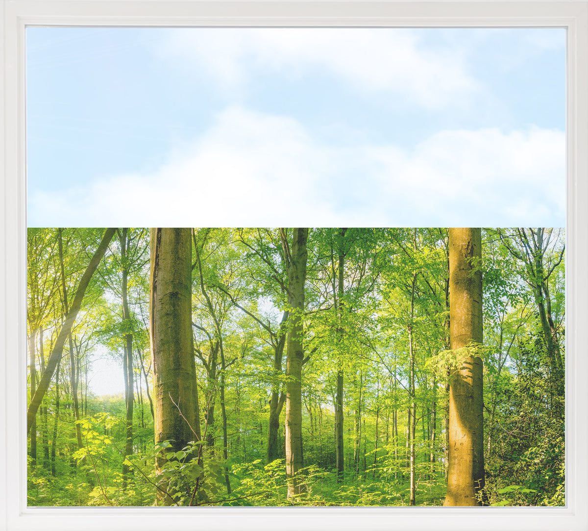 Grüner Wald mit Bäumen und blauem Himmel.