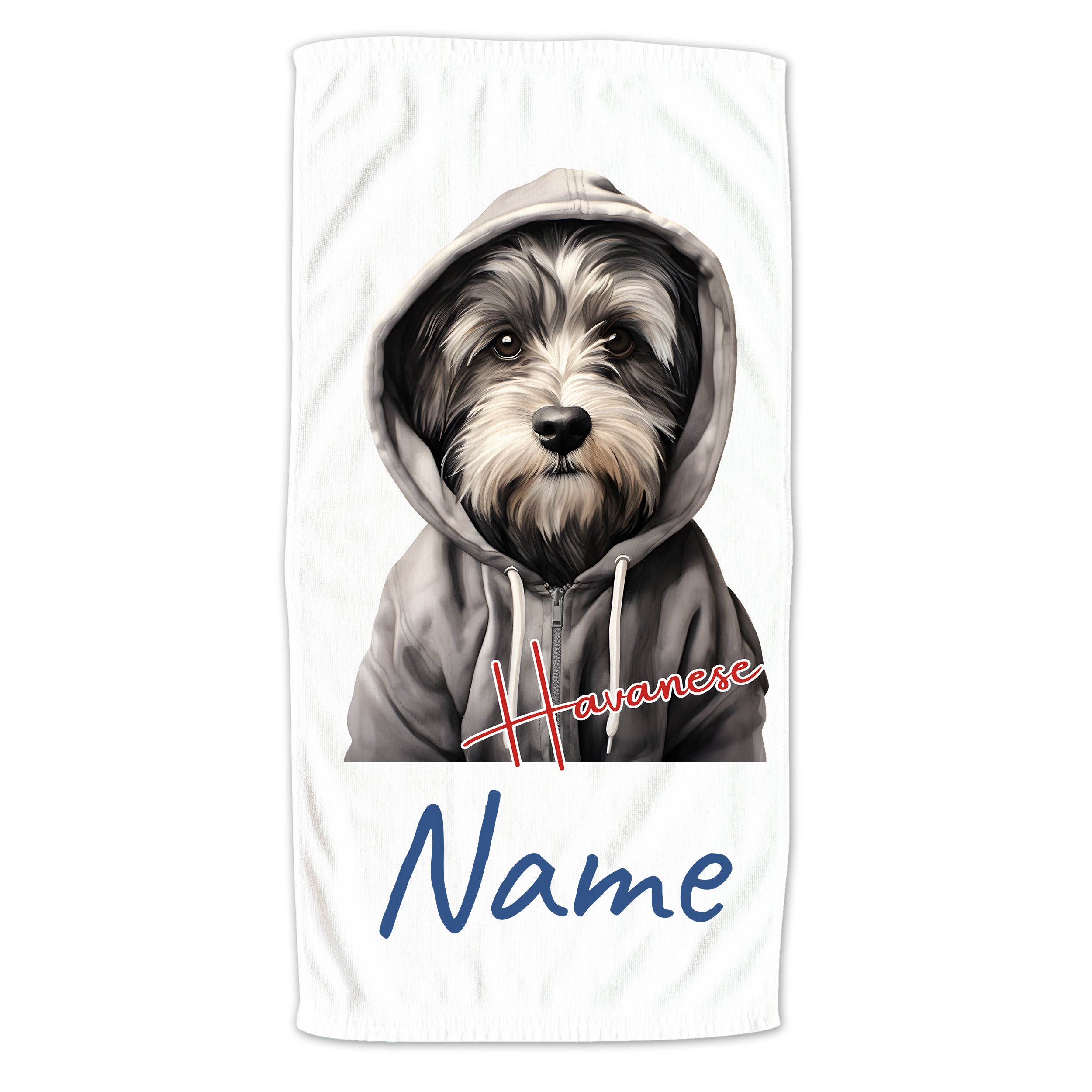 Havaneser Hund mit Kapuzenpullover, weißer Hintergrund.