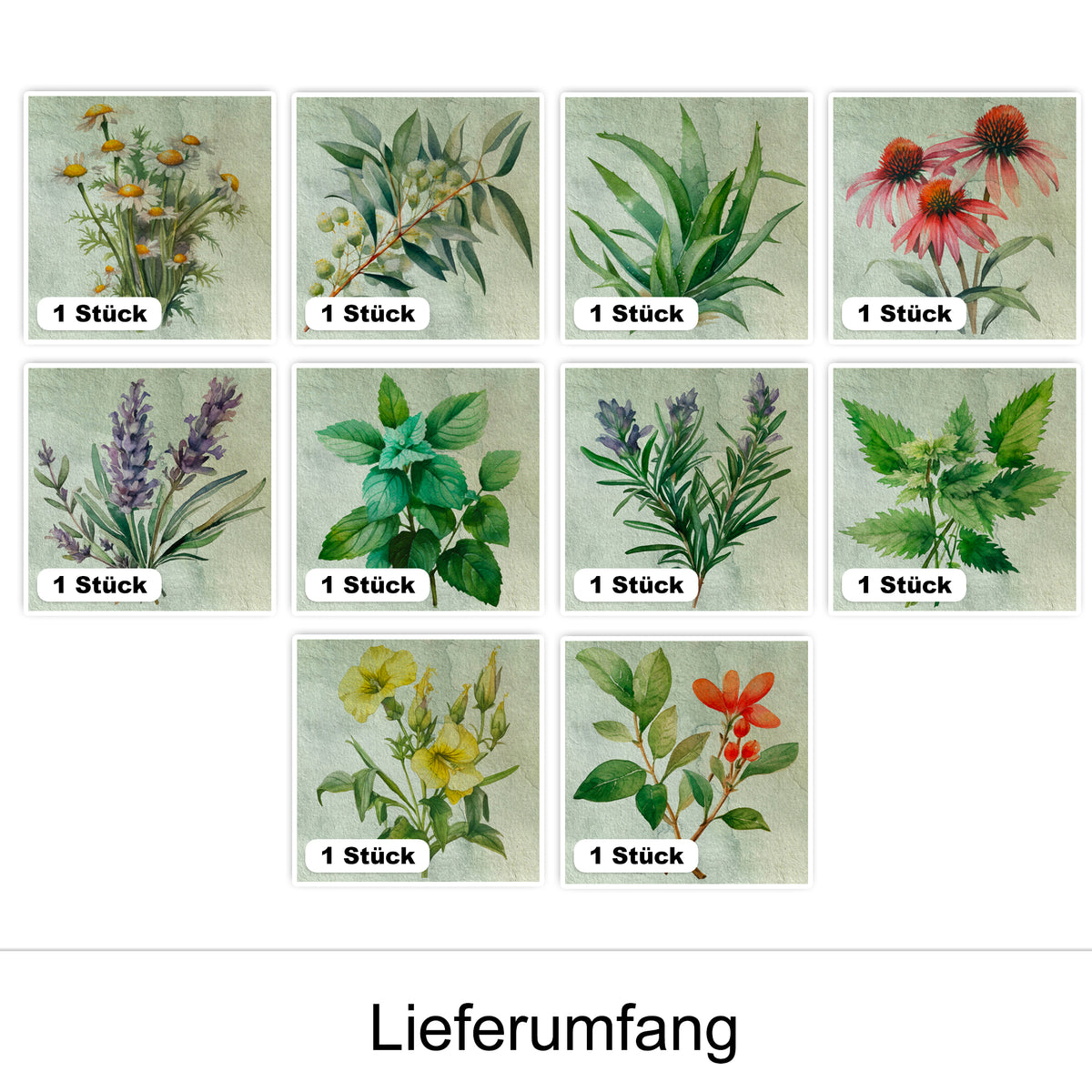 Kräuterillustrationen in verschiedenen Farben, 10 Stück.