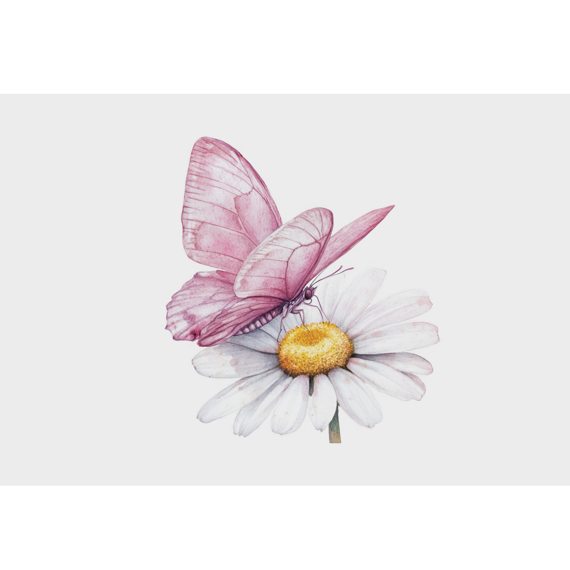 Rosa Schmetterling auf weißer Margerite mit gelbem Blütenzentrum.